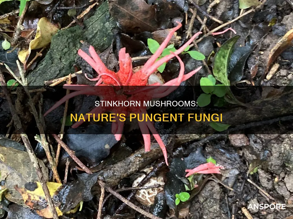 what are stinkhorn mushrooms