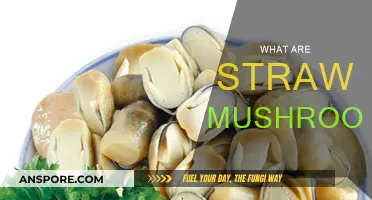 Explore the Tasty World of Straw Mushrooms