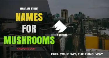 Exploring Street Names for Mushrooms: Slang and Common Terms Revealed
