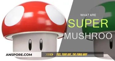 Mushroom Power: Super Mushrooms Explained