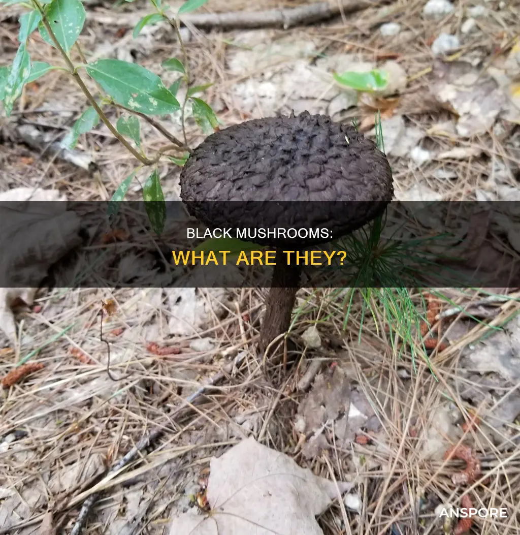 what are tha black mushrooms