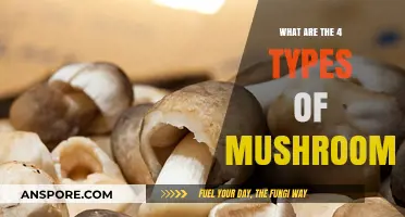 Exploring the Four Main Types of Mushrooms and Their Uses