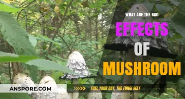 Harmful Effects of Mushrooms: Risks, Side Effects, and Health Concerns