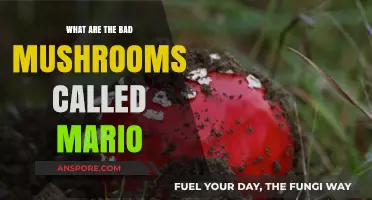 Toxic Mario Look-Alikes: Identifying Dangerous Mushrooms in the Wild