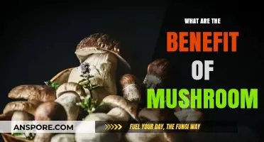 Unlocking Mushroom Benefits: Health, Nutrition, and Wellness Advantages Explained