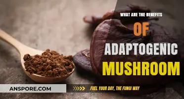 Unlocking Wellness: The Surprising Benefits of Adaptogenic Mushrooms