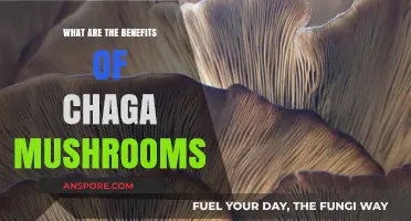 Discover the Powerful Health Benefits of Chaga Mushrooms Today