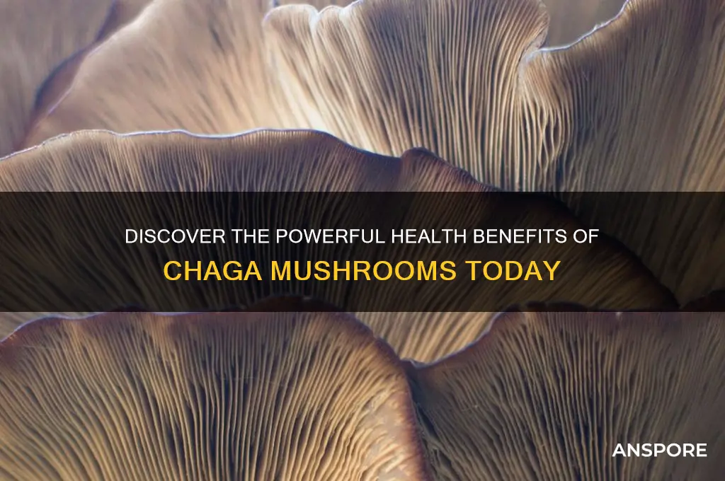 what are the benefits of chaga mushrooms