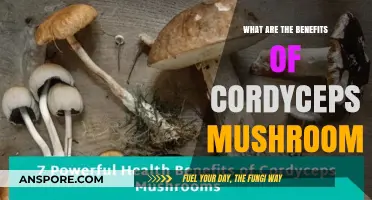 Cordyceps Mushroom Benefits: Boost Energy, Immunity, and Overall Health Naturally