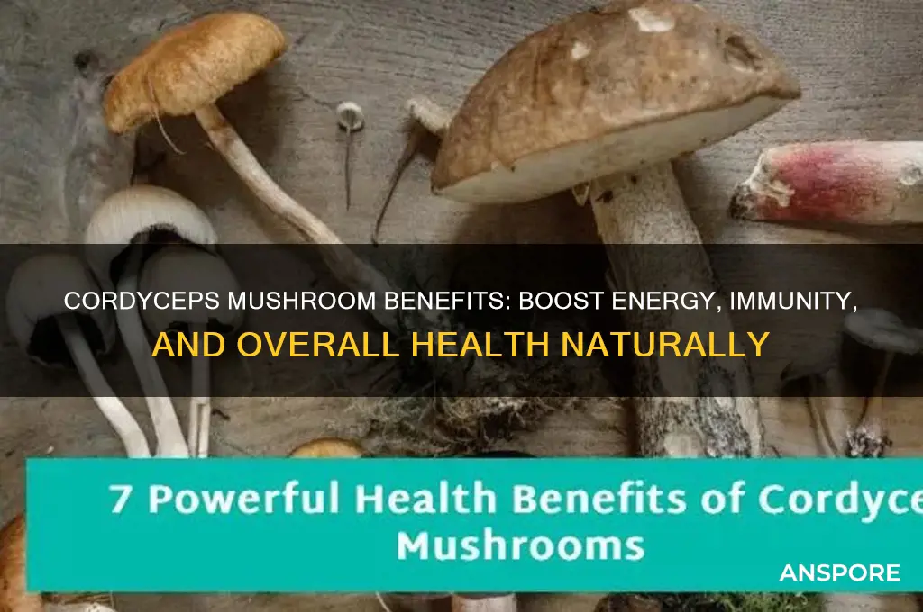 what are the benefits of cordyceps mushroom
