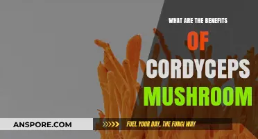 Unlocking Cordyceps Mushrooms' Health Benefits: Energy, Immunity, and More