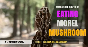 Discover the Health and Culinary Benefits of Morel Mushrooms
