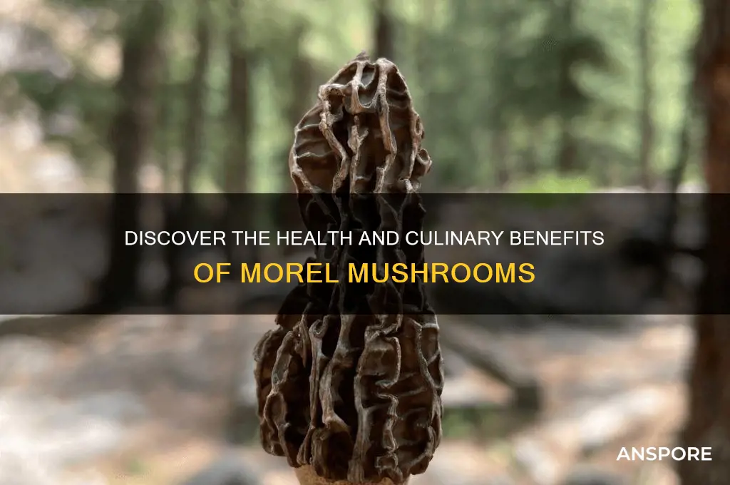 what are the benefits of eating morel mushrooms