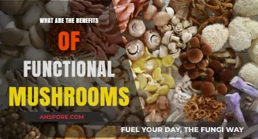 Unlocking Wellness: Surprising Benefits of Functional Mushrooms Revealed