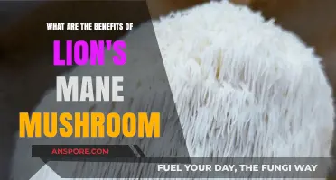 Lion's Mane Mushroom: Unlocking Cognitive Health and Wellness Benefits