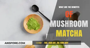 Mushroom Matcha Benefits: Boost Energy, Immunity, and Focus Naturally