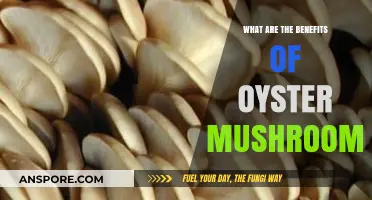 Discover the Surprising Health and Culinary Benefits of Oyster Mushrooms
