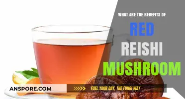 Unlocking Red Reishi Mushroom's Powerful Health Benefits and Wellness Potential