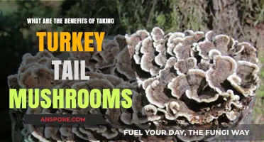 Boost Immunity and Wellness: Discover Turkey Tail Mushroom Benefits