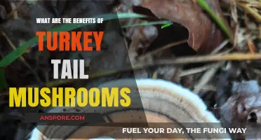 Turkey Tail Mushrooms: Unlocking Immune Support and Wellness Benefits