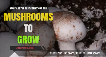 Optimal Conditions for Mushroom Cultivation: A Comprehensive Growing Guide