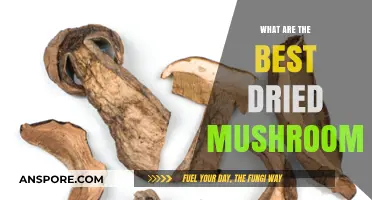 Top Dried Mushrooms for Flavor, Nutrition, and Culinary Versatility