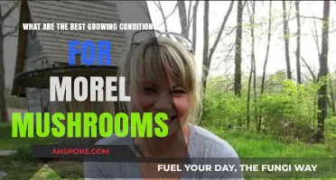 Optimal Morel Mushroom Growing Conditions: Soil, Climate, and Harvest Tips