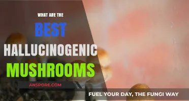 Exploring the Top Hallucinogenic Mushrooms: A Comprehensive Guide