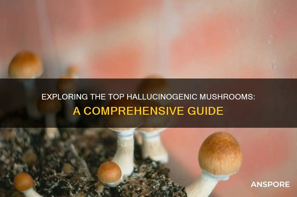 what are the best hallucinogenic mushrooms