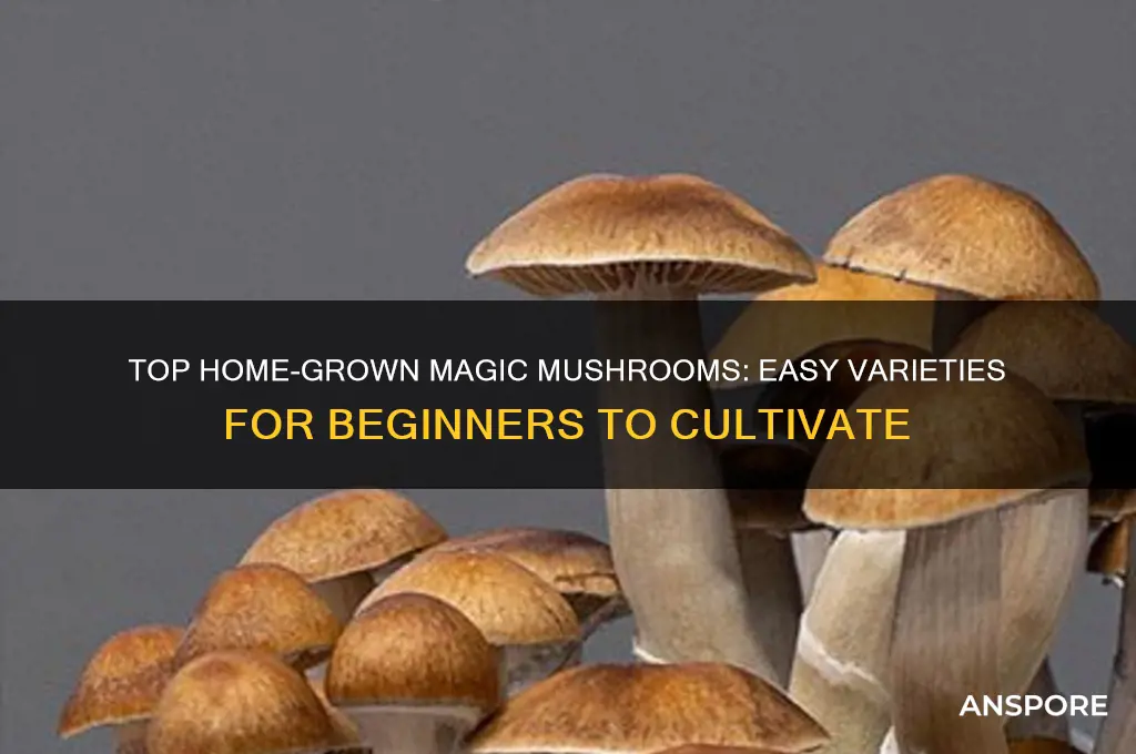 what are the best magic mushrooms to grow at home