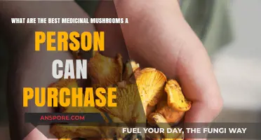 Top Medicinal Mushrooms to Buy for Health and Wellness Benefits