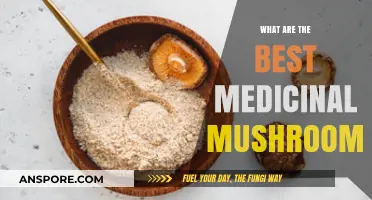 Discover the Top Medicinal Mushrooms for Optimal Health and Wellness