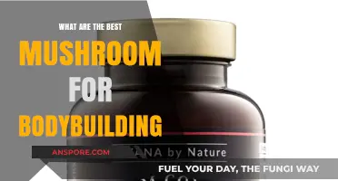 Top Mushrooms for Bodybuilding: Boost Muscle Growth and Recovery