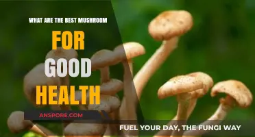 Top Health-Boosting Mushrooms for Optimal Wellness and Vitality