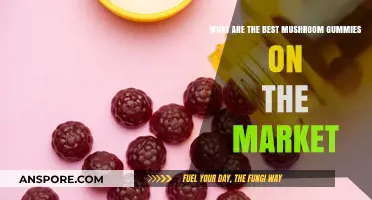 Top Mushroom Gummies: A Guide to the Best Market Options