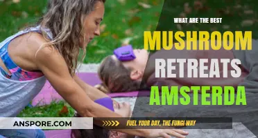 Discover Amsterdam's Top Mushroom Retreats for Mindful Exploration