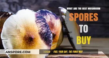 Top Mushroom Spores for Cultivation: A Comprehensive Buying Guide