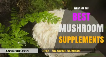 Top Mushroom Supplements for Optimal Health and Wellness Benefits