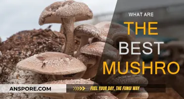 Mushroom Magic: Discovering the Ultimate Varieties