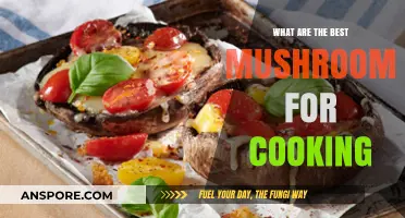 Top Culinary Mushrooms: Enhancing Flavors in Your Kitchen Creations