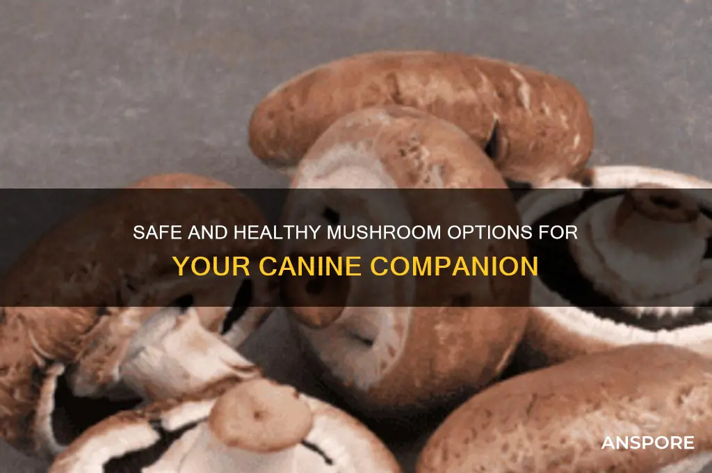 what are the best mushrooms for dogs