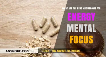 Boost Energy and Focus: Top Mushrooms for Mental Clarity