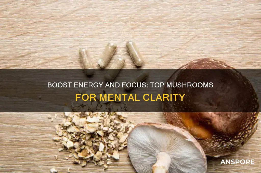what are the best mushrooms for energy mental focus