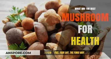 Top Health-Boosting Mushrooms for Wellness and Vitality