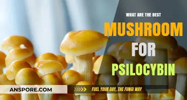 Exploring the Top Psilocybin Mushrooms for Mind-Altering Experiences