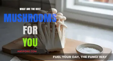 Discover the Top Nutritious and Health-Boosting Mushrooms for You