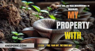 Top Mushroom Varieties for Inoculating Your Property Successfully