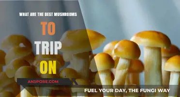 Exploring Psychedelic Mushrooms: Top Varieties for Mind-Altering Experiences