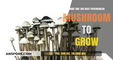 Top Psychedelic Mushroom Varieties for Successful Home Cultivation