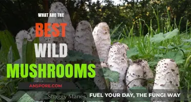 Discovering the Most Delicious and Safe Wild Mushrooms to Forage